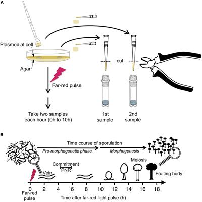 Regulatory Dynamics of Cell Differentiation Revealed by True Time Series From Multinucleate Single Cells